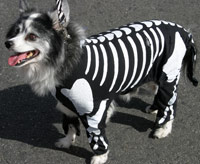 If you dress up your dog, make sure the costume isn't constricting, annoying or unsafe. 